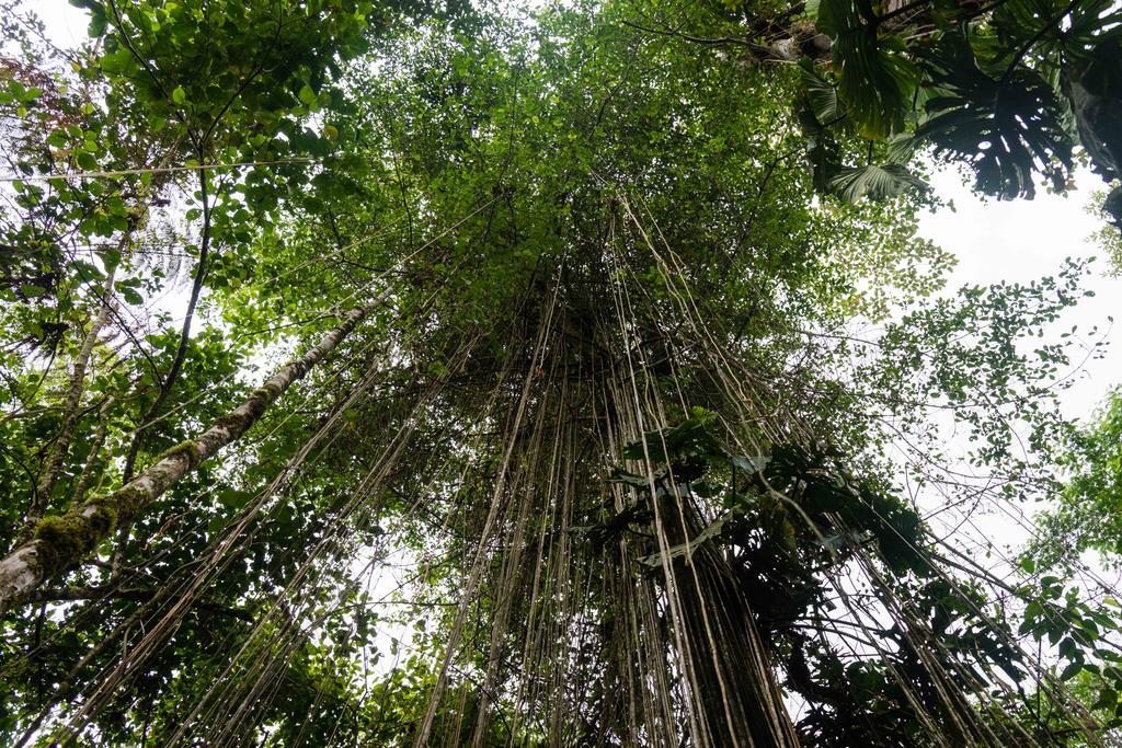 Hakuna Matata Amazon Lodge Archidona Bagian luar foto